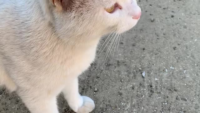 Cat comes to me