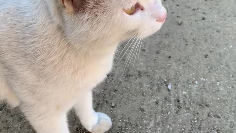 Cat comes to me