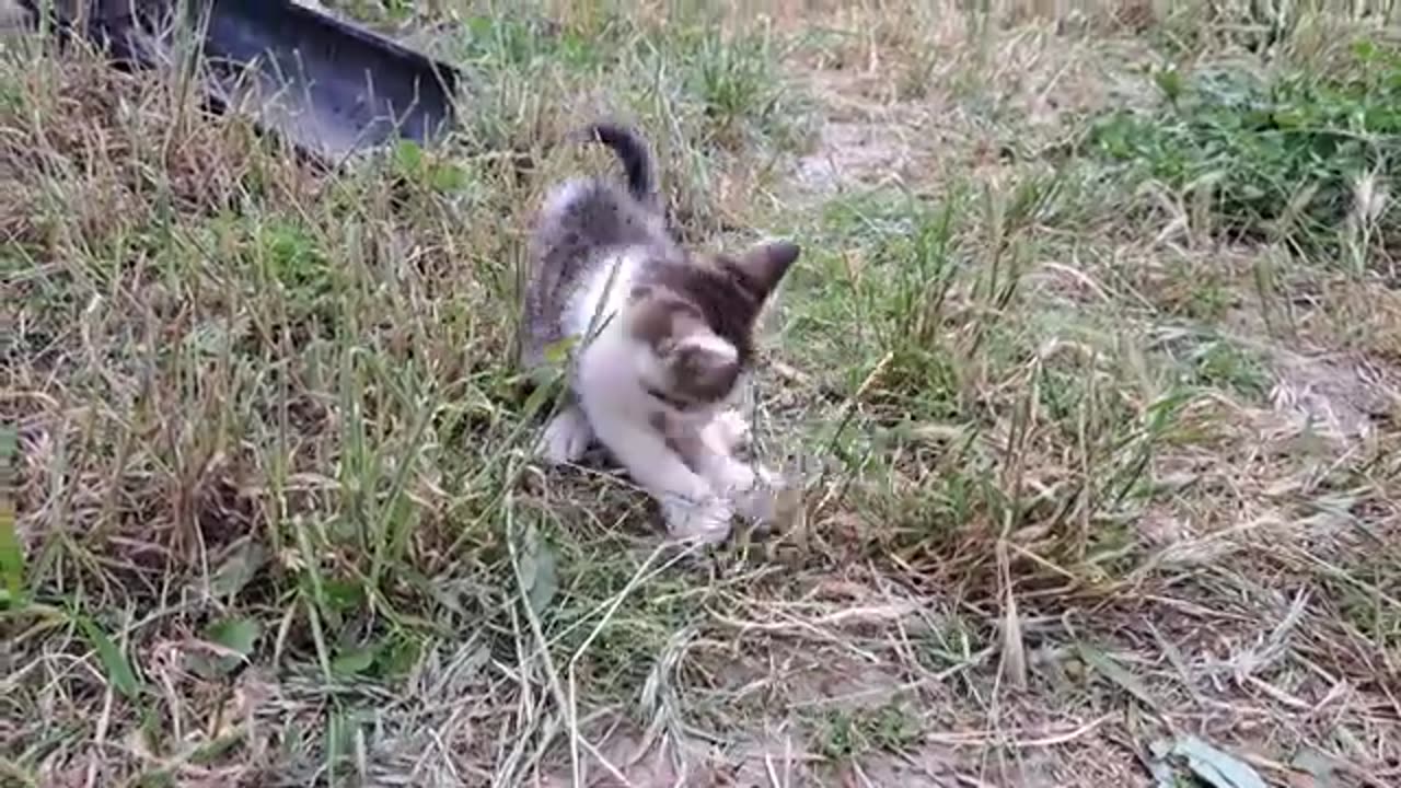 Cute Kitten Playing with Mouse 😂 Little Kitten is climbing a tree.