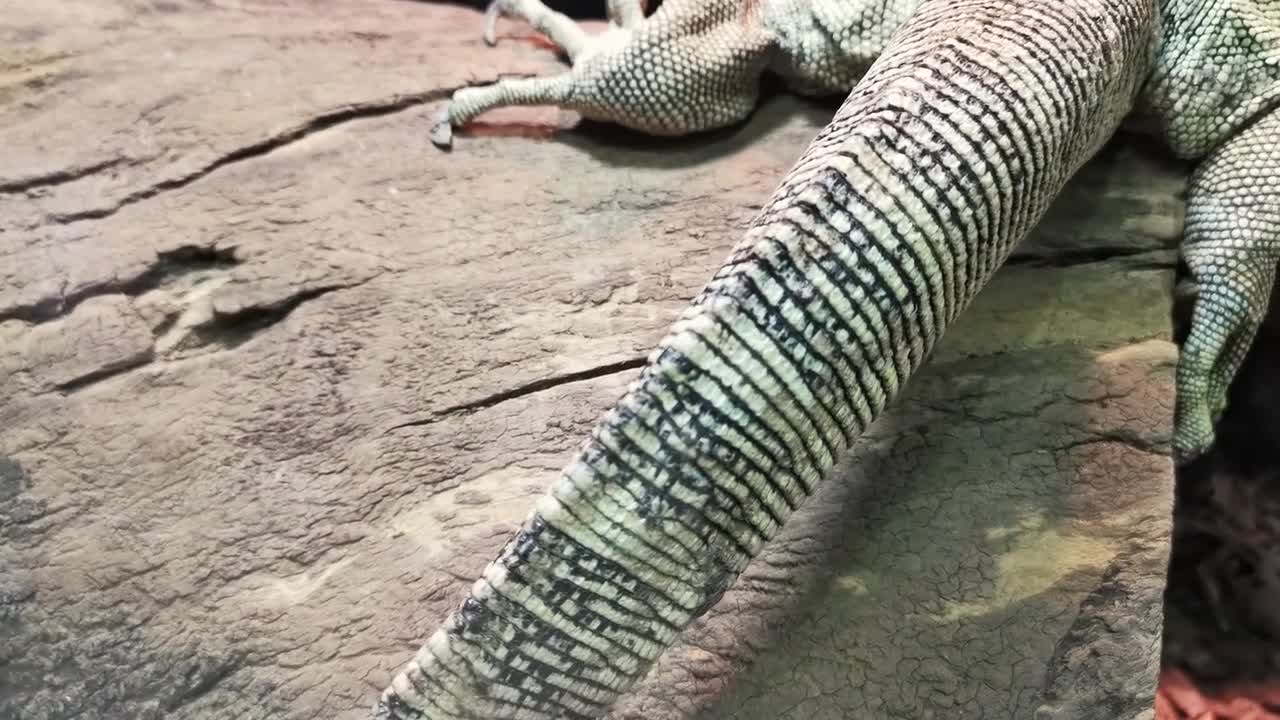 Close up scales skin of komodo lizard tail. Crawling on wood