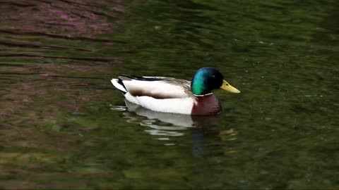 BEAUTY OF DUCK