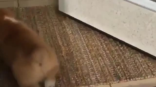 Puppy struggles up stairs