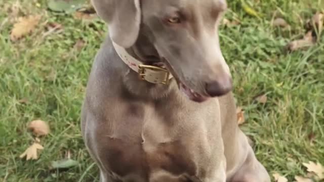 cute dog hand shake with a man