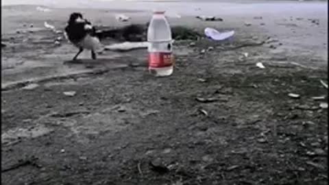 It's amazing. A bird drink water from the jar