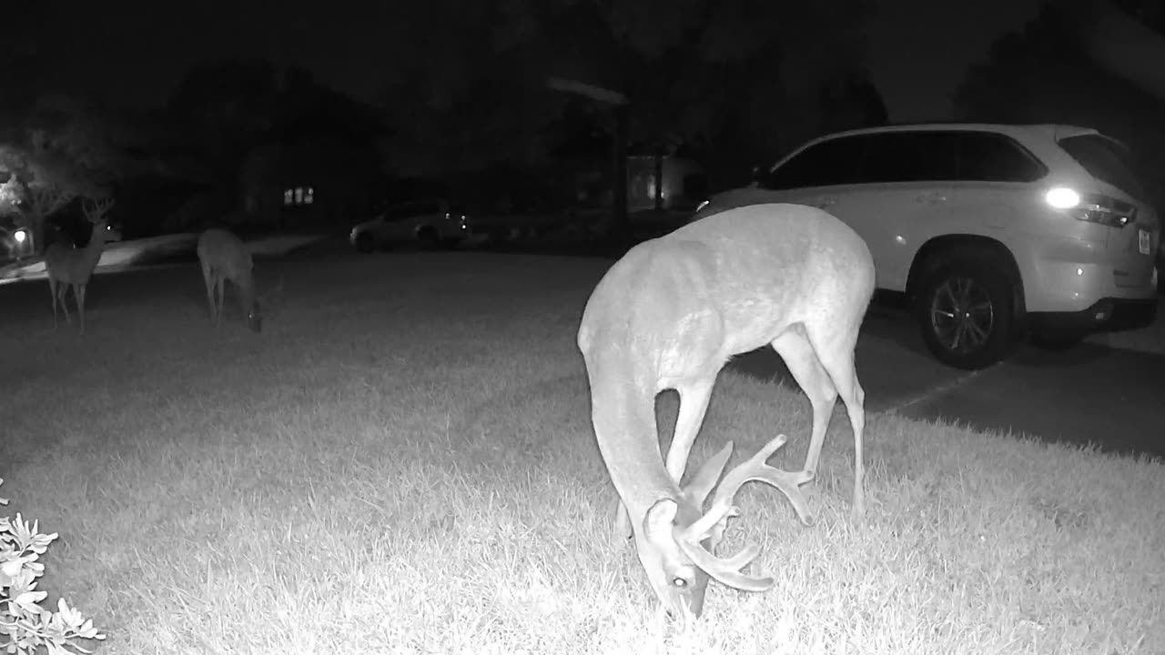 Whitetail deer in my Cypress (Houston) neighborhood - August 16, 2023 0513