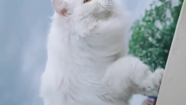 Best cat funny