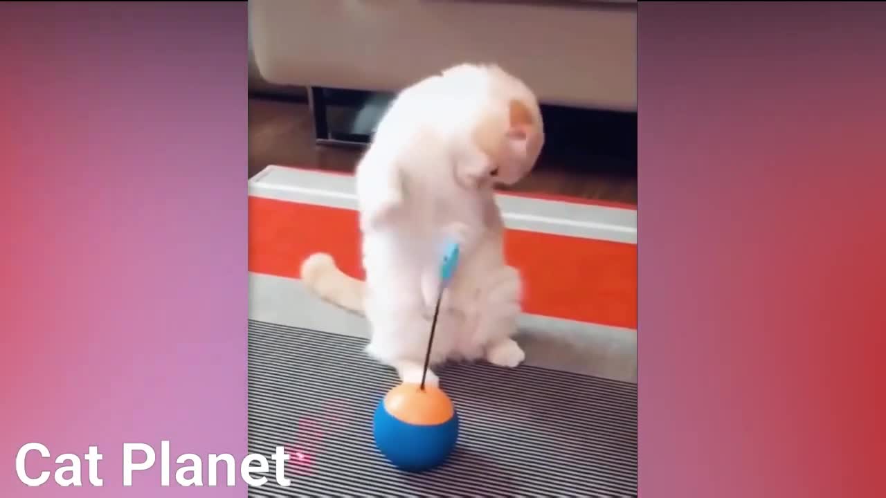 Funny Cats Video Compilation 2022