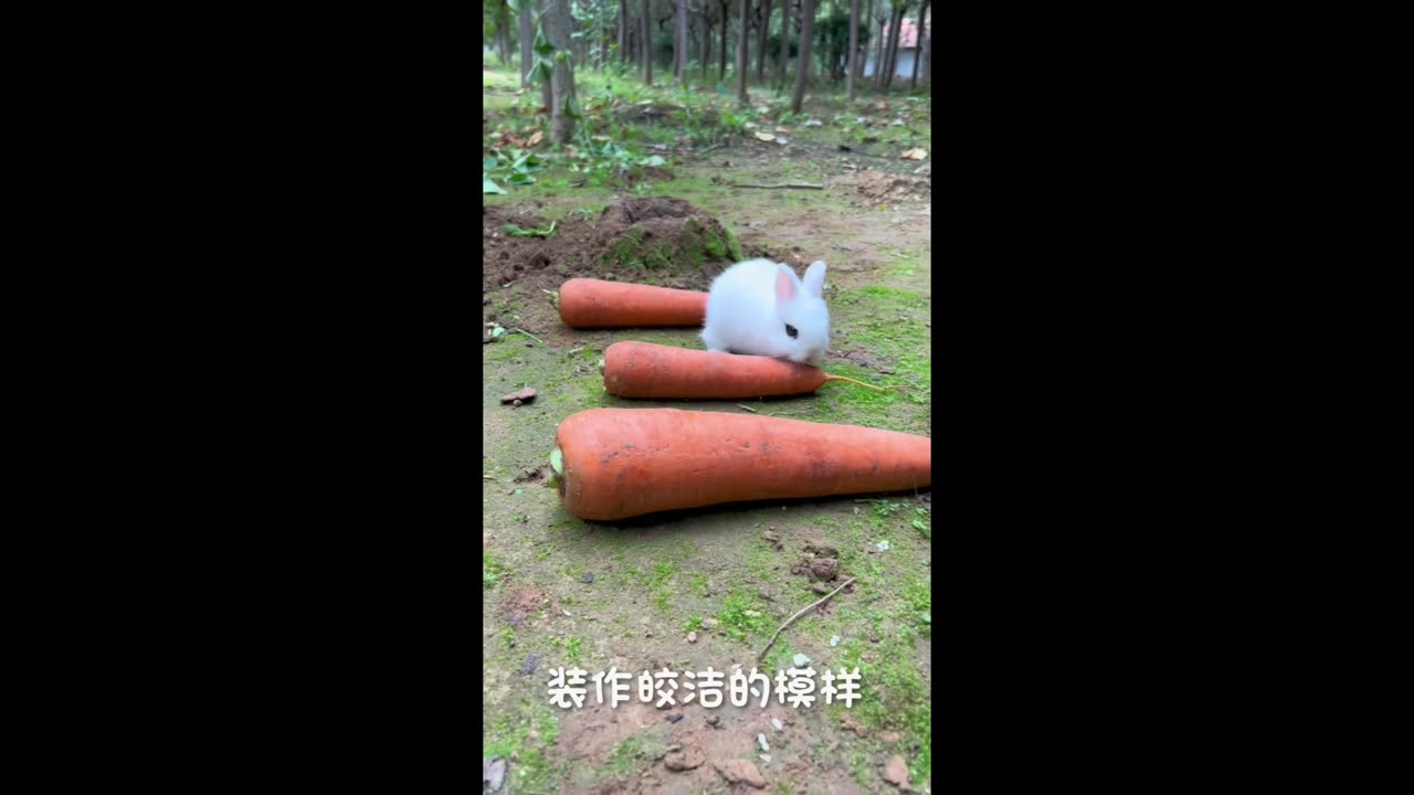 A little bunny that loves to eat carrots.