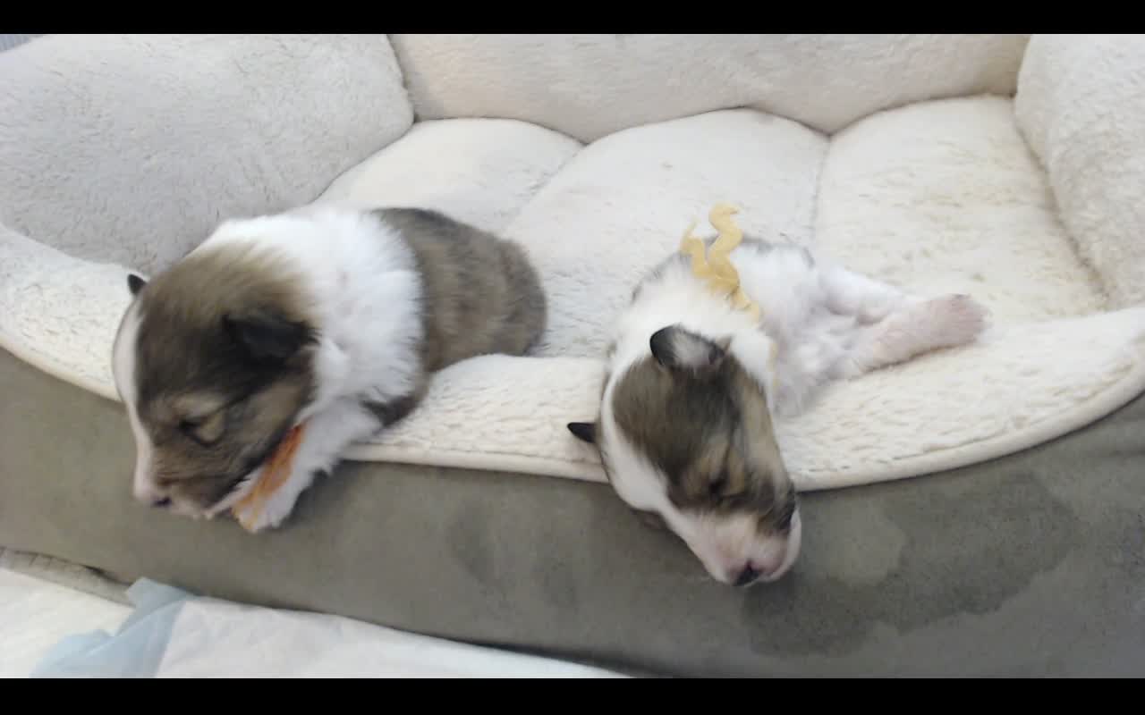 Woodruff Shelties "Heaven & Earth" PuppyCam 2 weeks old C, ears open