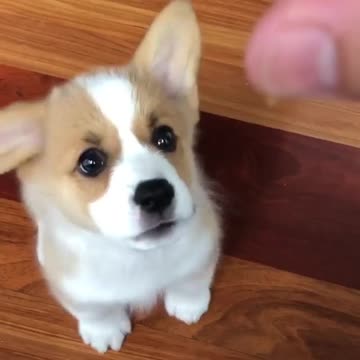 Learning to Cody Rhodes in the future