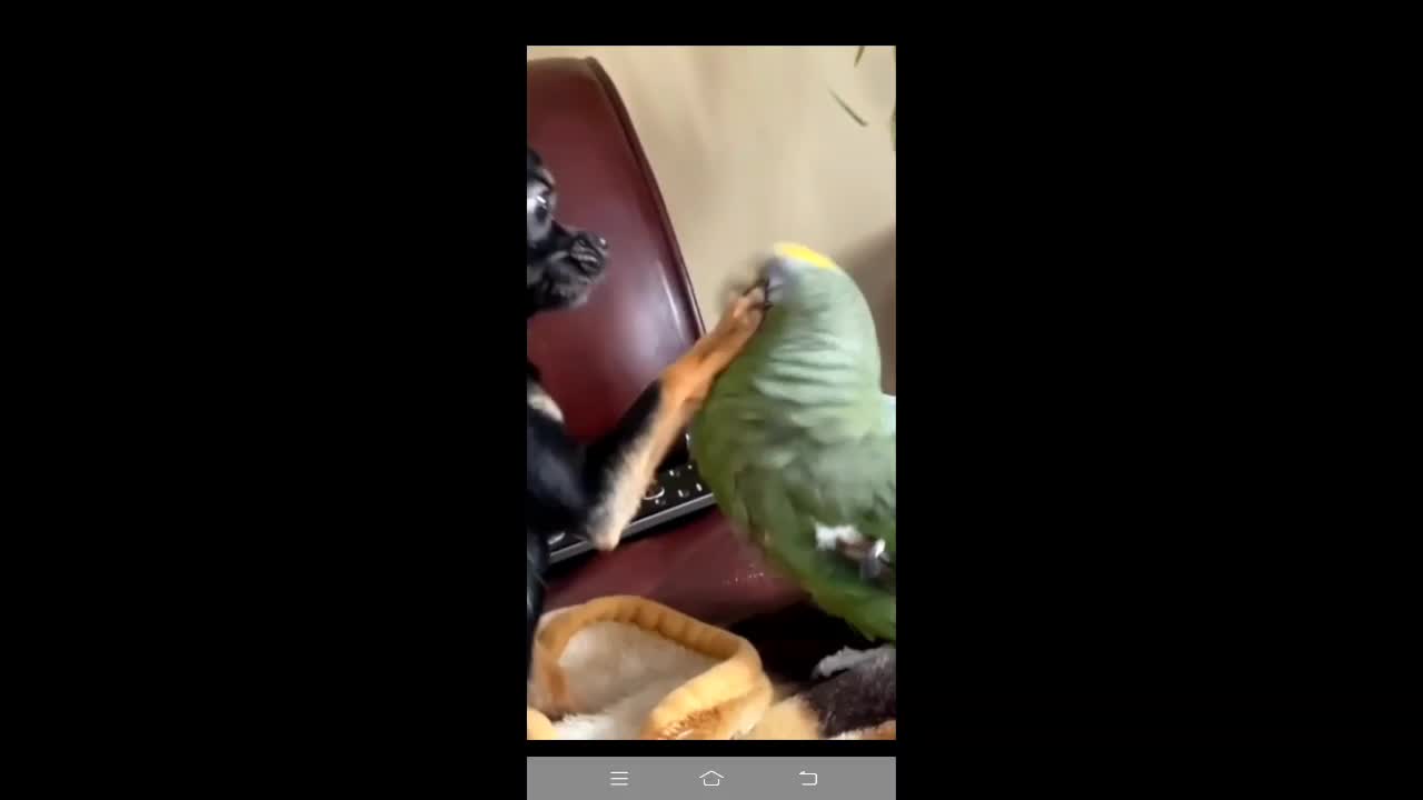 Parrot calls dog a "good girl" for gently petting him