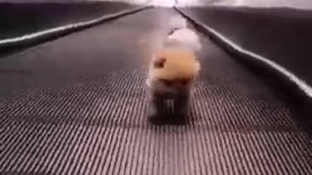 Cute dog video