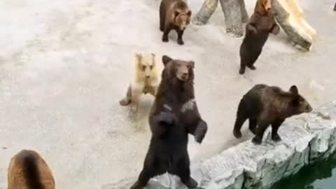 let's dance