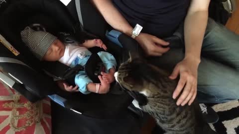 Cats and Babies Meeting For The First Time