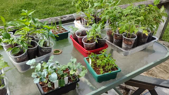 Late April Seedling Update