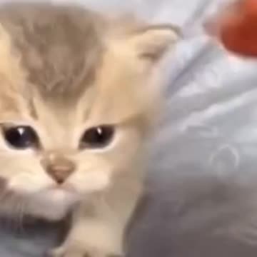 Fanny cat videos | kitty cat video | Cute cat videos | Pet Animal video |