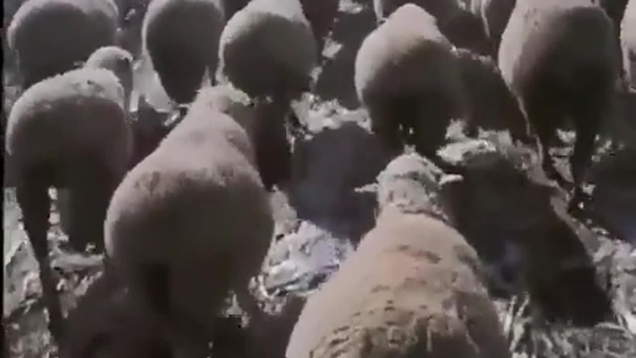 The legions of sheep