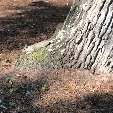 Can you spot the squirrel?