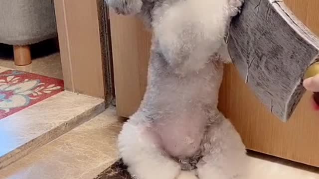 Dogs will not be stingy of their love