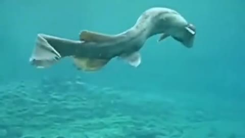 Frilled shark