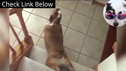 Funny Dog Going Down Stairs