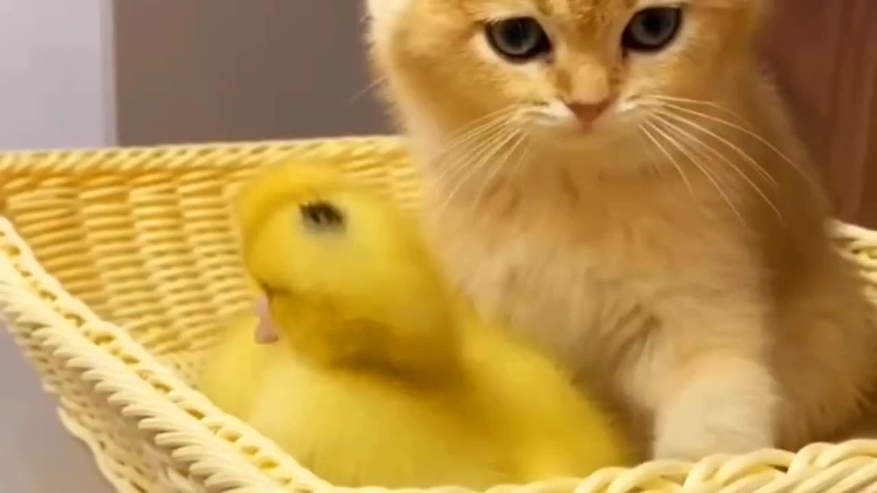 "Adorable Cat and Duckling Playtime: An Unlikely Friendship!"