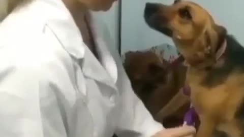 The best doctor for 🐶🐶🐶🐶🐶🐶