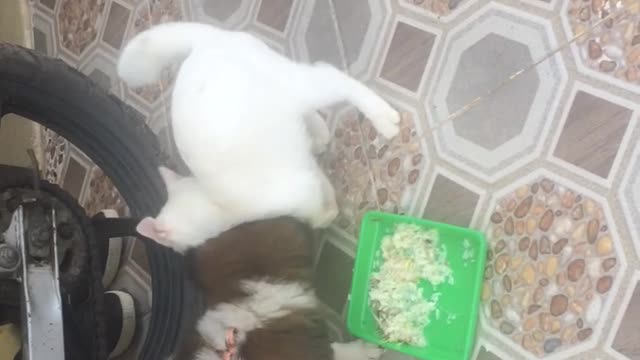 Agus & Ciro (anjing & kucing) makan bersama