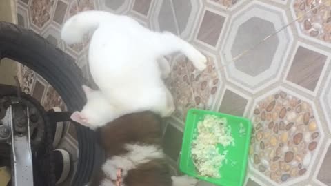 Agus & Ciro (anjing & kucing) makan bersama