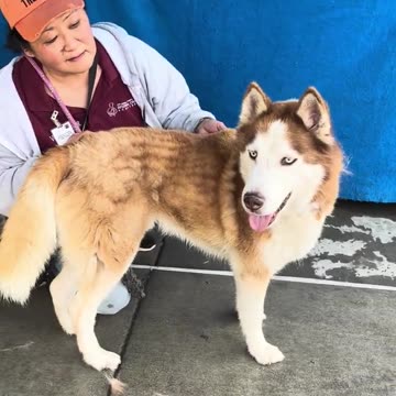 NEW A5609798 Balto | Siberian Husky