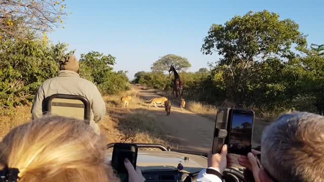 Lions charge giraffe