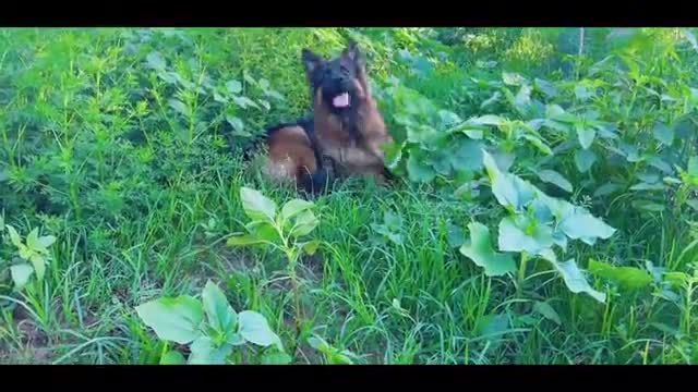 dog in grass