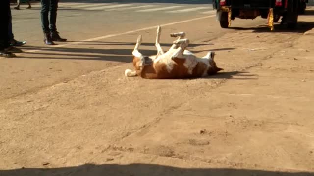 Dog in dance