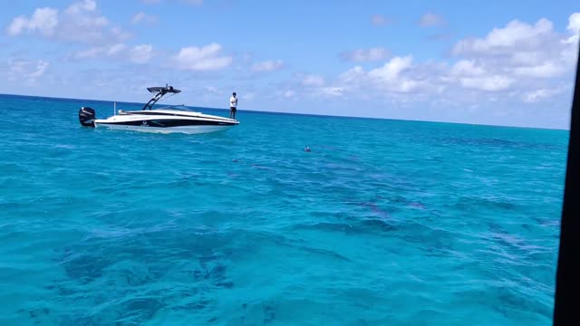 Maldives - Dolphins in the Ocean - Swimming with Dolphins