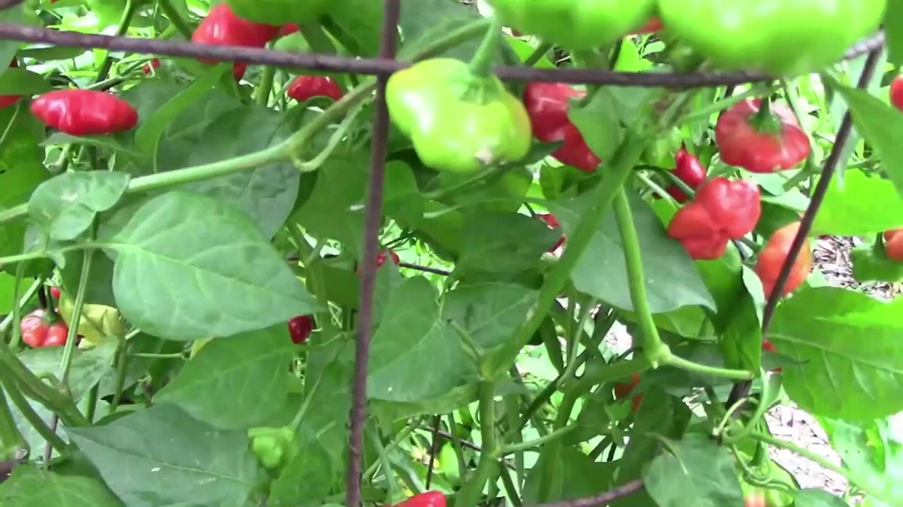 After 30 Years Of Gardening These Are My Favorite Things To Grow