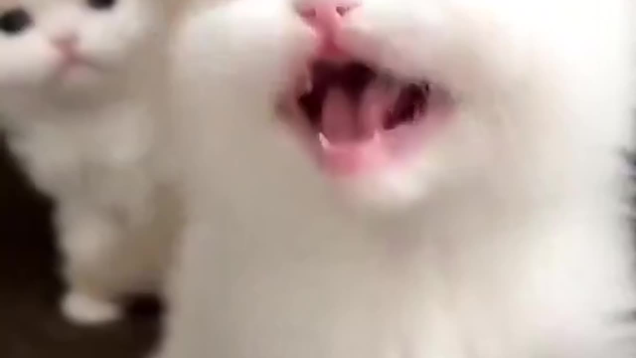 Cute little cat crying for milk