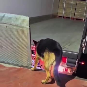 The Dog Has Started a Business|سگ تجارت را شروع کرده