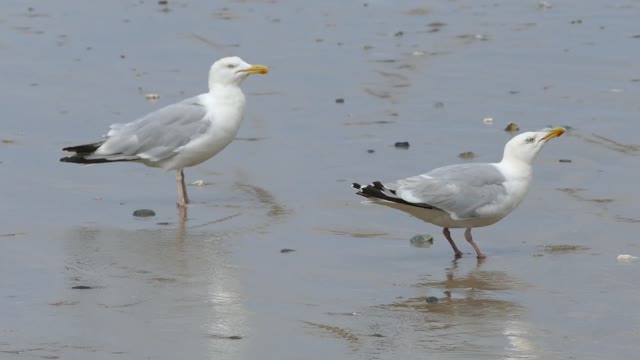 The seagull feels happy on the beach