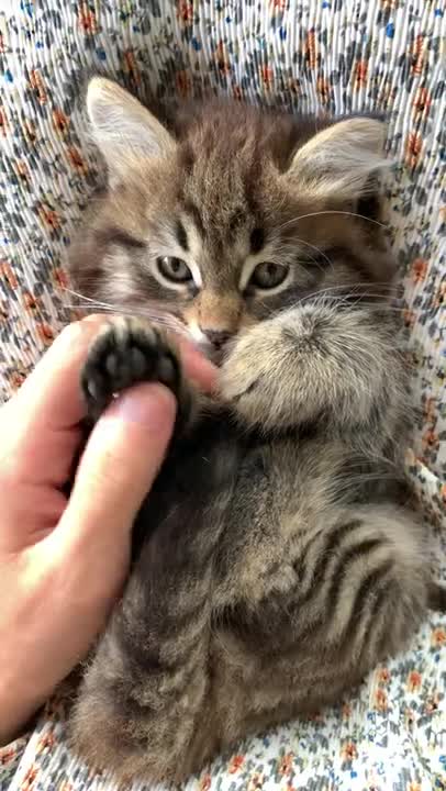 cat that likes a massage