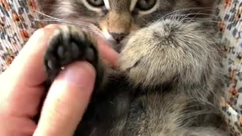 cat that likes a massage