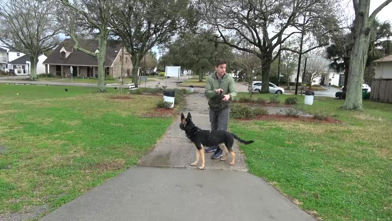 Super experience with a new Dog training.