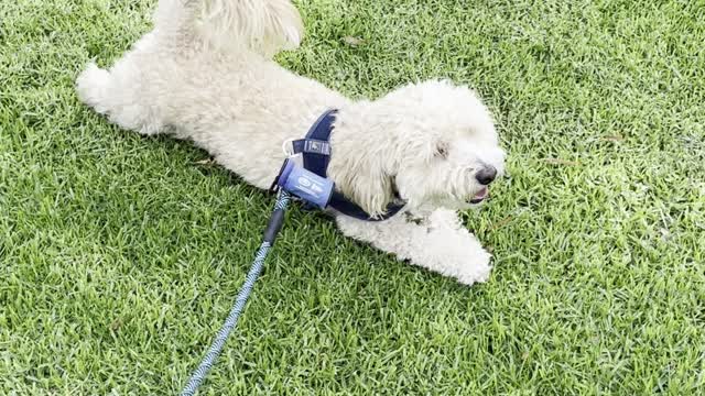 Funny Dog Refuses to Leave Grass
