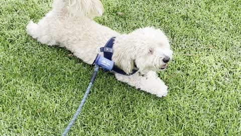 Funny Dog Refuses to Leave Grass