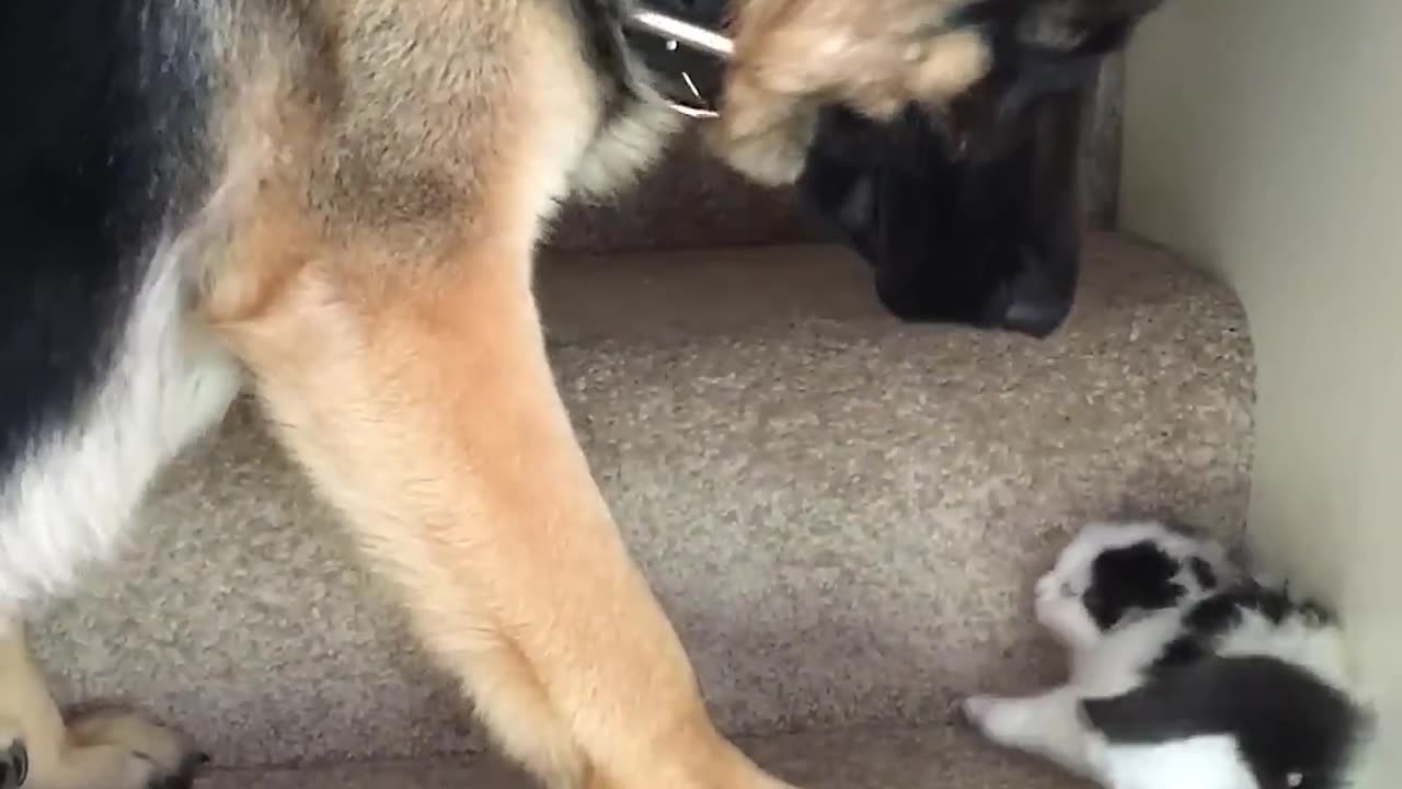 Helpful Pup Carries Foster Kittens Upstairs