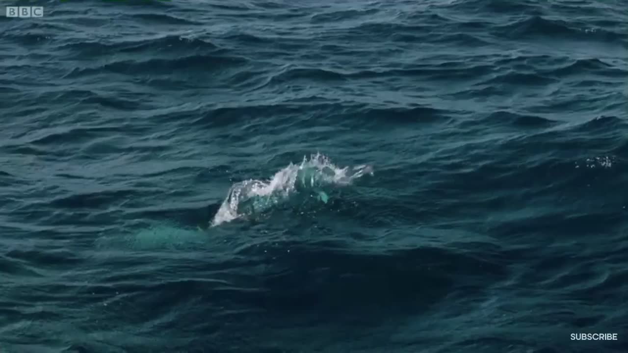 Flying Fish Picked Off From bove And Below | The Hunt | BBC Earth