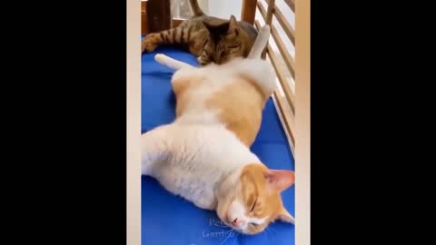 Funny Pets ✪ Cute and Baby Cats Video Compilation #5