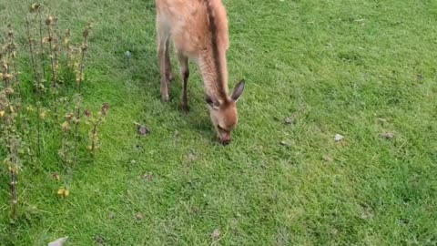 Sika deer, The Open Ark farm, Northern Ireland