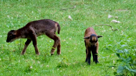 A small group of baby goats.
