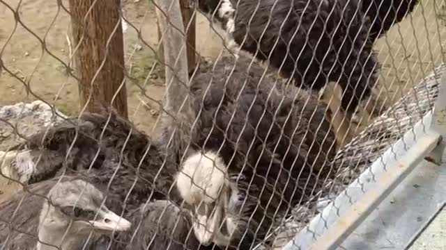 Ostrich waiting to be fed