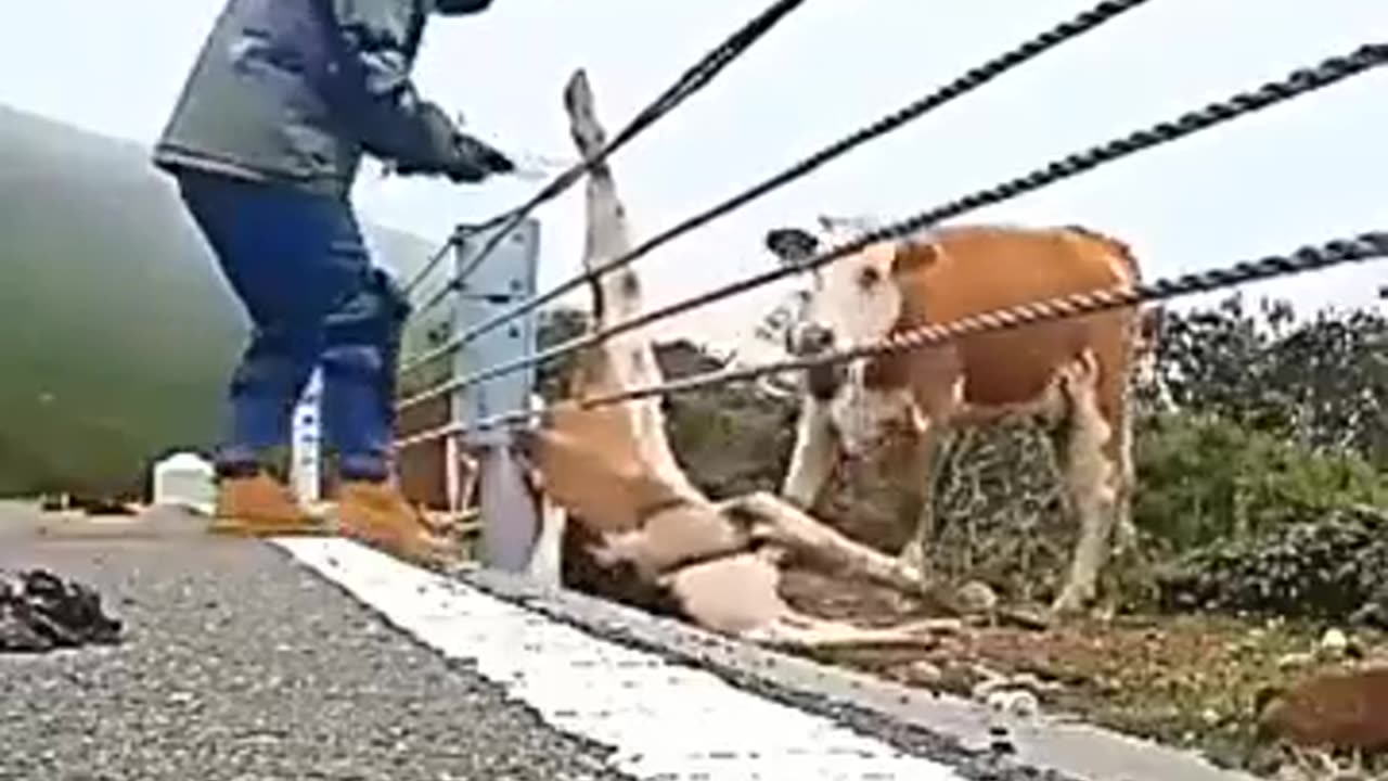 Kind People Free Calf Stuck in Guardrail 🐮❤️🤝🚧